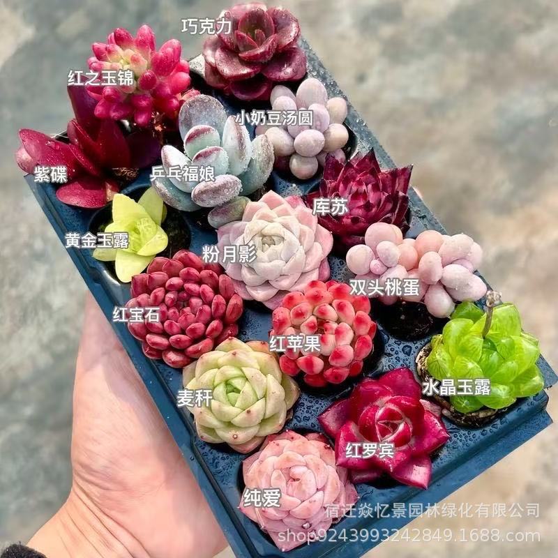 Succulent Plant Package Includes a Potted Succulent Combination, Indoor Small Potted Plants, Premium Jade Dew Plants, Large Easy-To-Care-For Flowers and Green Plants Succulent Plant Package Includes a Potted Succulent Combination, Indoor Small Potted Plants, Premium Jade Dew Plants, Large Easy-To-Care-For Flowers and Green Plants