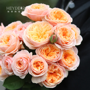 Heidi's Garden Cut Flowers Juliet Austin Shrub Rose Ou Yueqin Flowers Balcony Flowers Potted Flower Seedlings