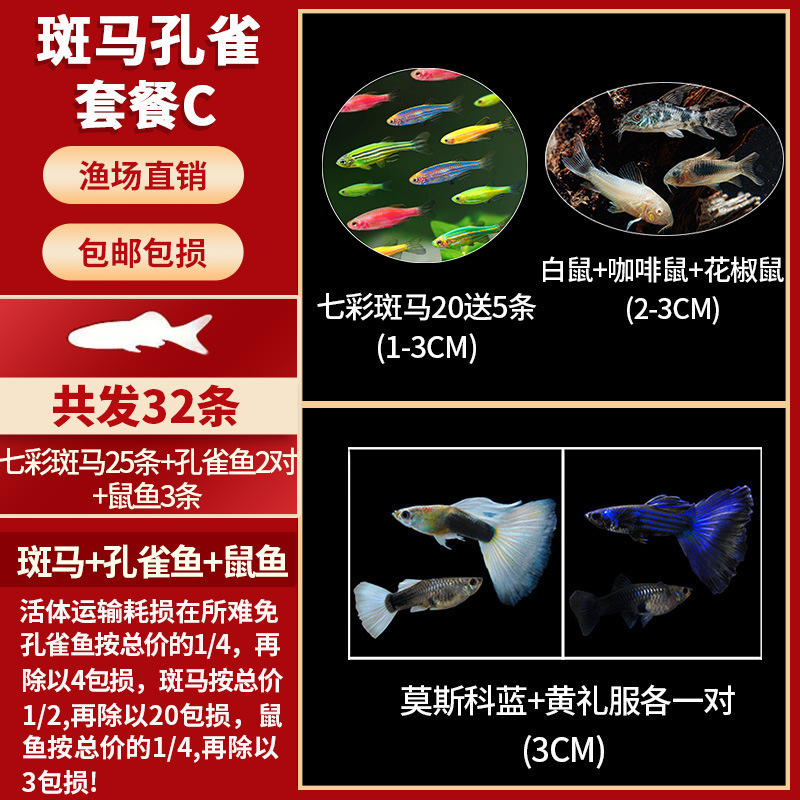 Lamko Fishは稚魚の飼育に適しており、生き残りやすい、淡水観賞魚、小さな孔雀、ゼブラフィッシュ、大型熱帯魚です。|undefined