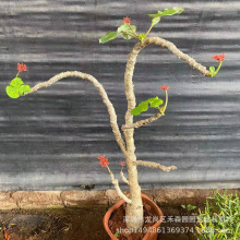 Ʒǘ亣ĉKֲ^_ǘ˷ϵֲl