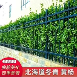 ͥԺ���ڇ����G�h�ͺ�ֲ�ﱱ�����S������ͺ�����h�ʾG����ľ