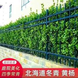 庭院围栏围墙绿篱耐寒植物北海道黄杨树苗耐寒冬青篱笆绿化苗木