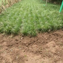 西安周至苗圃出售本地培育细叶麦冬草四季常绿草易成活
