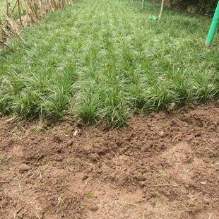 �����������l���~�������ļ����G���׳ɻ�o�������͸ɺ�