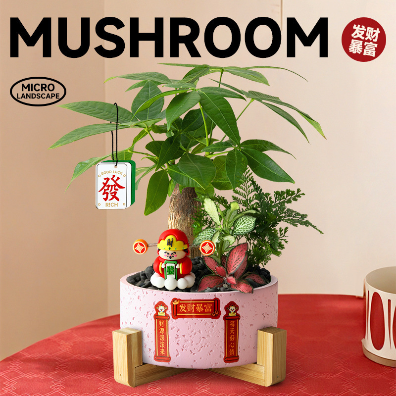 Money Tree Small Potted Micro-Landscape Indoor Desktop Money Tree Bonsai New Store Opening Gift Plant Easy to Maintain in All Seasons