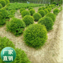 批发 小叶女贞种子 小叶女贞又叫青头女贞 是木犀科女贞 小灌木