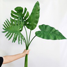 ����ֲ�������걳Ҷ�����޴���Ҷ�廨����ֲ����ķ���Ҷ��װ��