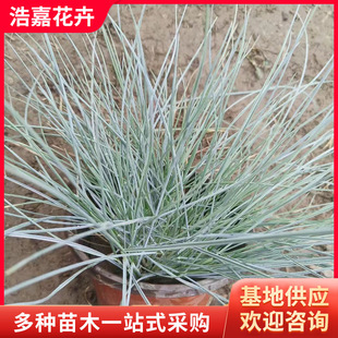 Blue Fescue Cup Seedlings, Slope Protection, Greening, Landscape Grass, Greening Lawn, Cold-Resistant Perennial Flower Seedlings, Blue Wool Potted Plants