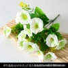 Morning Glory White