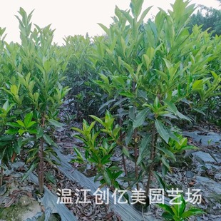 ����������ɺ������G�h���l ͥԺ�G���ͺ�