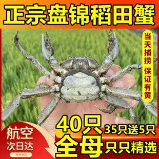 ȫĸ40ֻ�P�\��з����з�r��1һԪз���lз�з2���������S����з