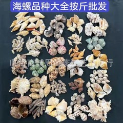 水槽の微景観造景漂流瓶の部品の地中海の装飾材料は斤によって各種の貝殻のサザエを卸売りします。