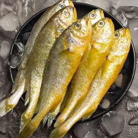 海捕小黄鱼新鲜冷冻黄花鱼整箱海鲜海鱼批发冻货500g深海鱼冰鲜