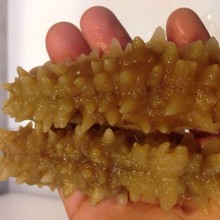 水发黄玉参 深海水发黄玉参 黄肉参 冷冻 即食海参海鲜黄玉参