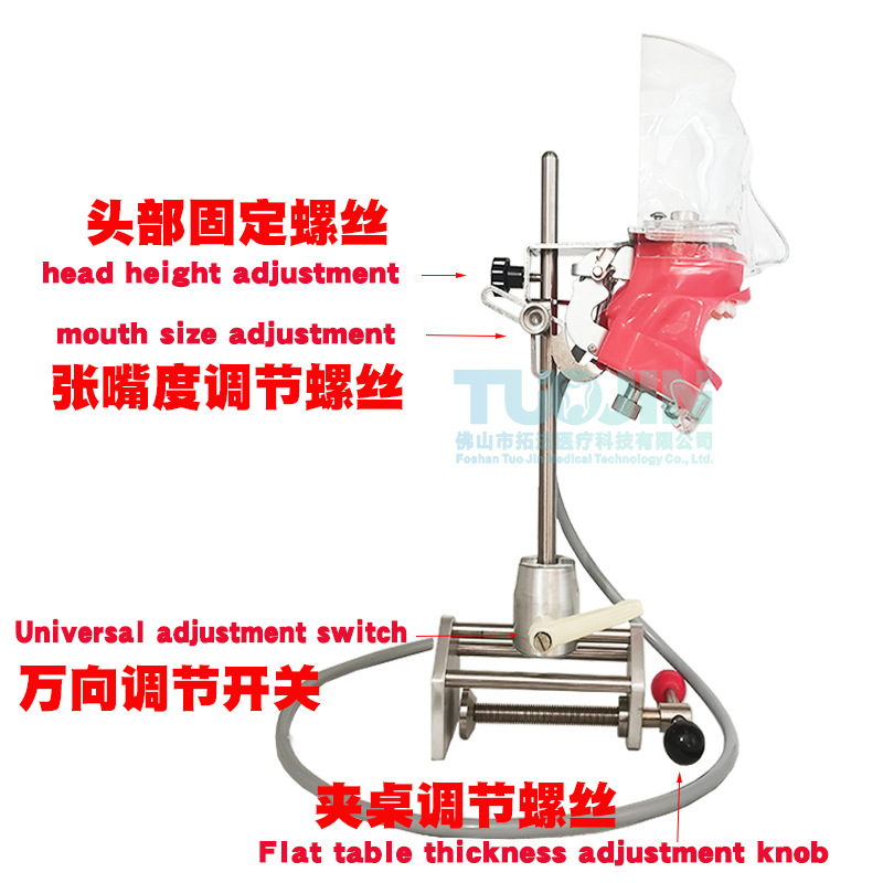 Modelo dental oral de enseñanza, clip de diente, tabla de preparación endodoncia, materiales dentales