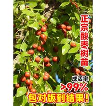 ᗗ箔YᗗϷNֲͥԺԸ߮a