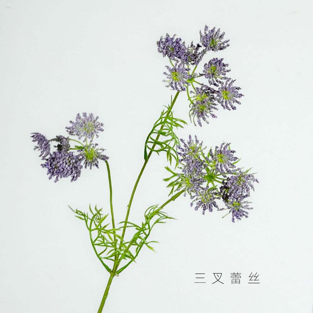 보라색 3갈래 레이스 꽃