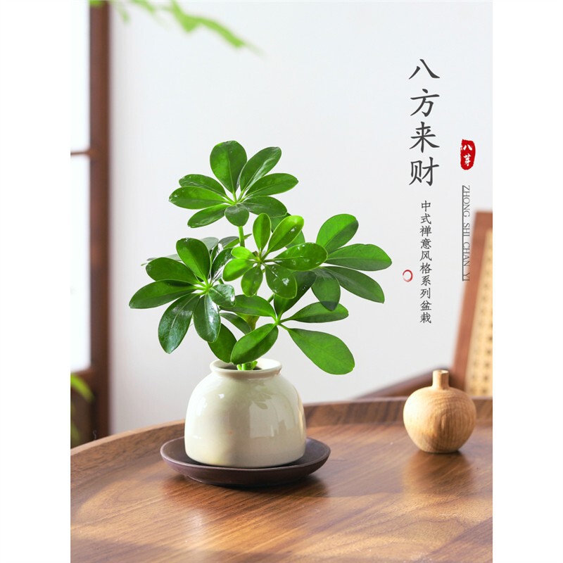 Bonsai of the Eight Directions of Wealth: Duckfoot Wood Potted Plant for Hydroponics, Office Desk Greenery, Living Room, Easy to Care for All Seasons