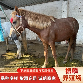 景区观赏萌宠马 一匹 哪里有萌宠小矮马养殖场