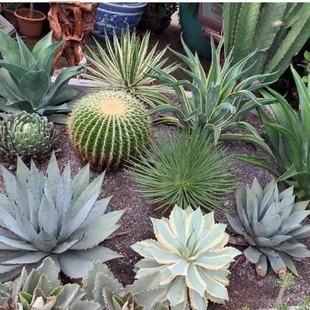 Agave Cactus, Auspicious Crown, Brocade Thunder, Five-Color Bandai Outdoor Heat-Resistant and Sun-Resistant Sand Flower Border Plant