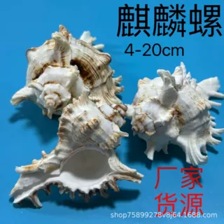 千手螺天然海螺贝壳麒麟螺装饰厂家批发鱼缸造景寄居蟹替换壳
