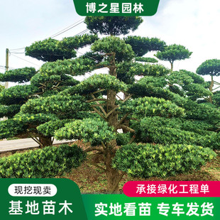 Welcome Pine Shape Tree Landscape Pine Base Inclined Pole Straight Pole Clump Pine Tree Greening Tree Evergreen Tree Black Pine Tree