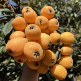 番薯类;柑桔;苹果