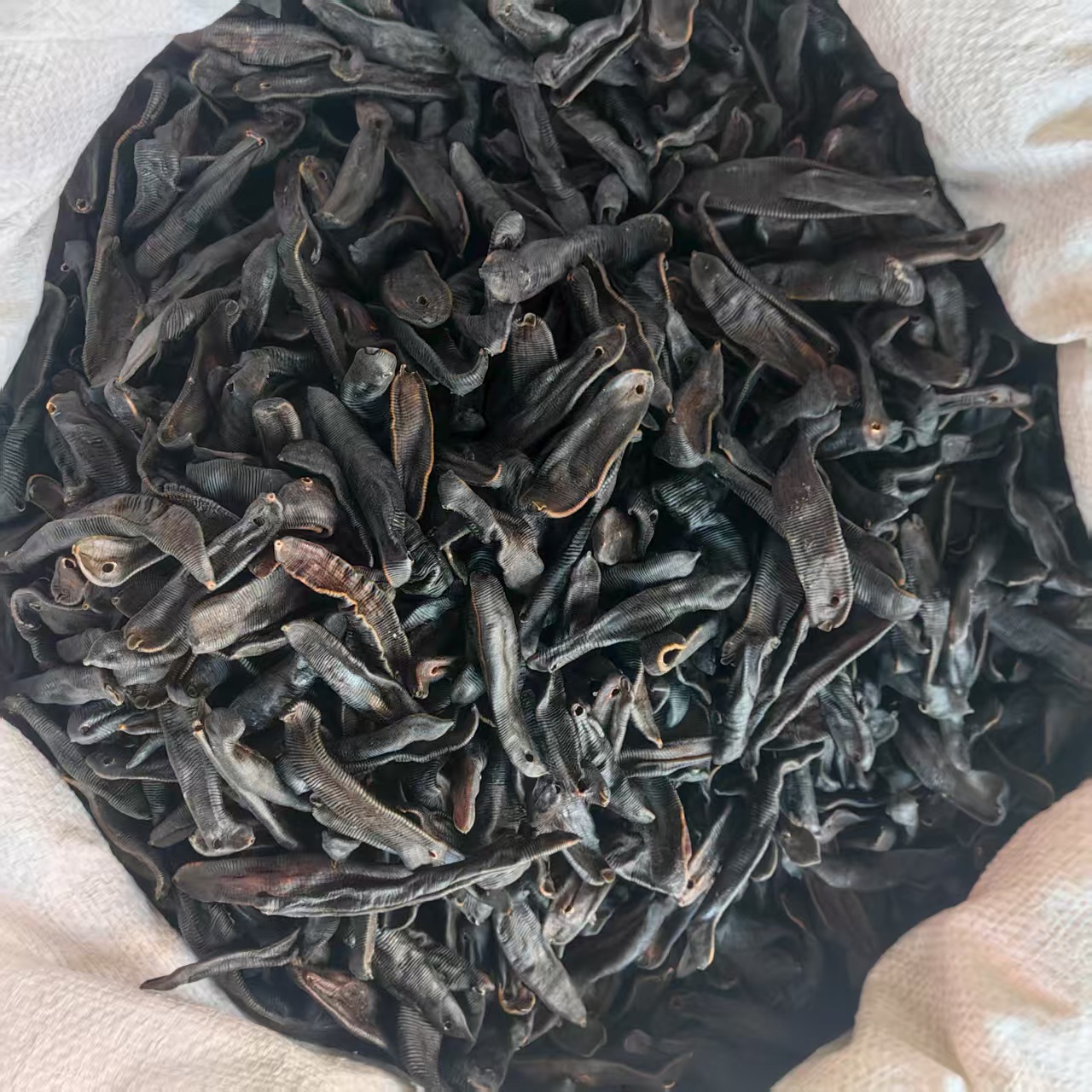Dried Leech Shui Zhi 水蛭 Whole Dried Medicinal Herb 500g Traditional TCM Ingredient quality and texture