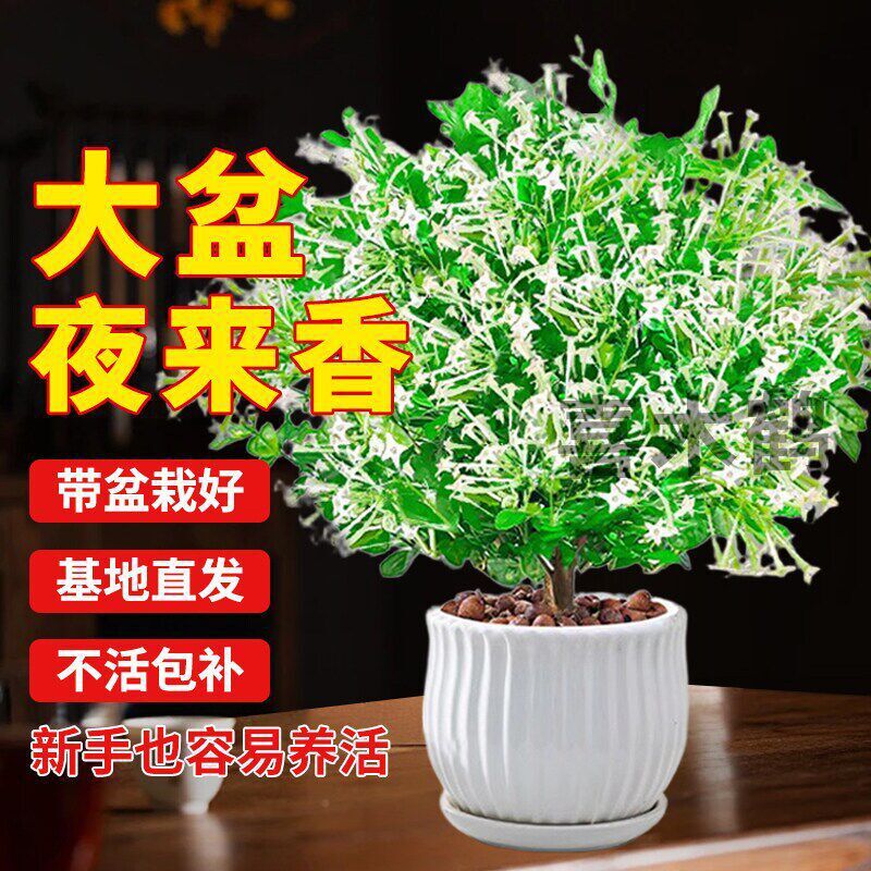 ҹ������������x�����������҃�ҹ�����Ϙ�����ļ����B�_����