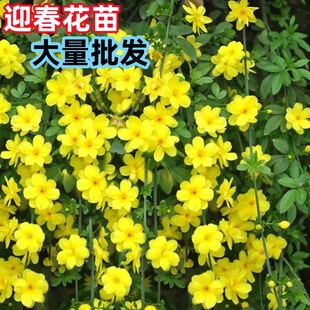 �G������ɫ�K��ľӭ������ͥԺ���@ֲ���S��ܰ�ͺ������ϱ�������