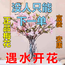 新年装饰梅花枝遇水开花冬季室内水培梅干枝年宵花卉工厂一件批发