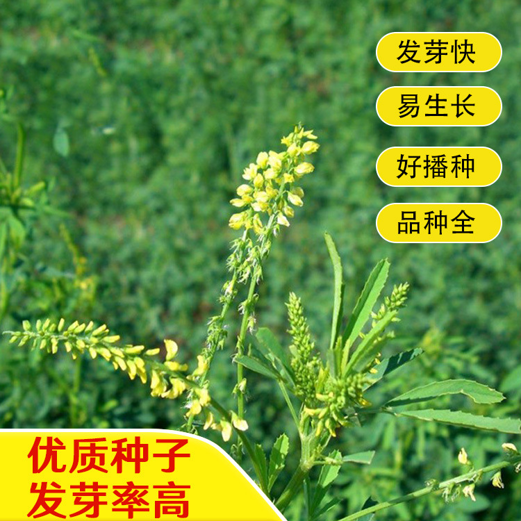 草木樨种子野苜蓿种子草木犀黄花草绿肥牧草蜜源植物耐热寒草种子