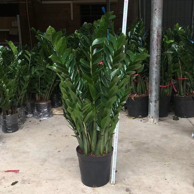 Money Tree Potted Plant, Fortune Tree Flower Seedling, Prosperity Tree Flower, Indoor Green Plant, Suitable for Living Room, Office, Desktop, Easy to Maintain Money Tree Potted Plant, Fortune Tree Flower Seedling, Prosperity Tree Flower, Indoor Green Plant, Suitable for Living Room, Office, Desktop, Easy to Maintain