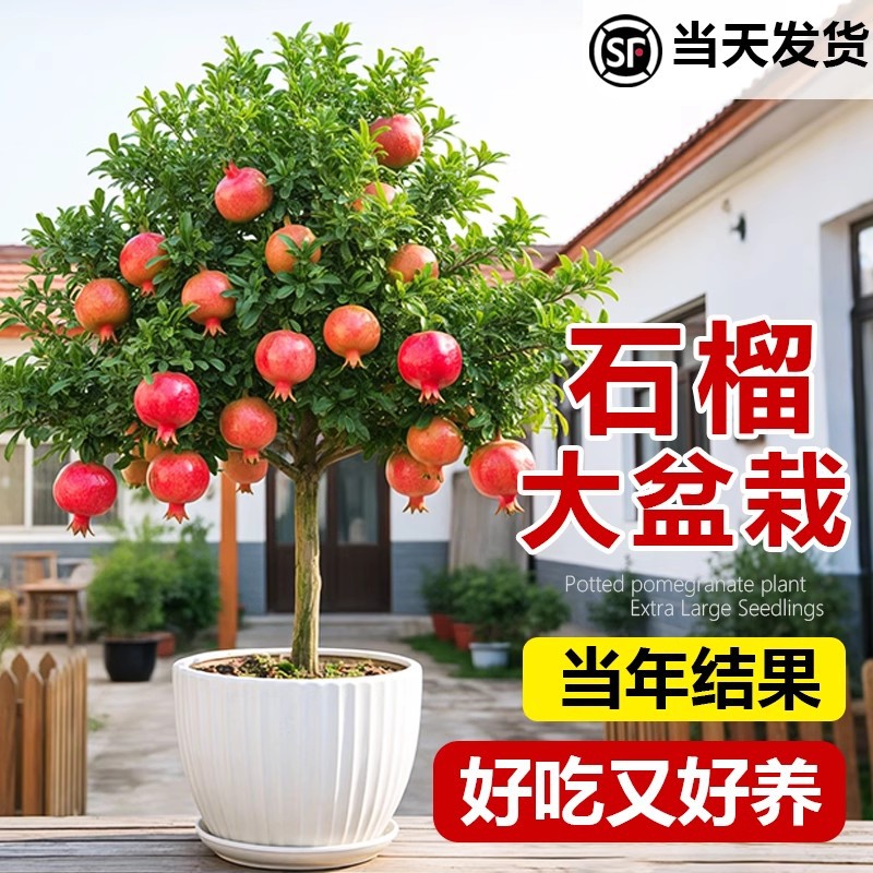番石榴树果苗红心芭乐树苗南方种植庭院盆栽地栽四季果树当年结果