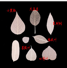 天然叶脉书签 各种手工材料树叶叶脉 叶脉花DIY材料标签贴画标本