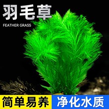 ��ëˮ��ֲ�������~���쾰ˮ������B�~�ݸ׾Gֲ�t��ë�݈�ֱ�l