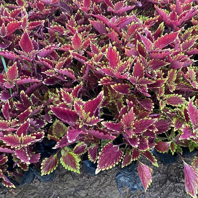 QQ图片20200807155619