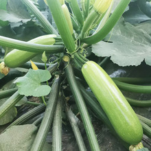 安吉利亚耐热西葫芦种子500粒越夏秋延翠绿油亮西葫芦蔬菜种子