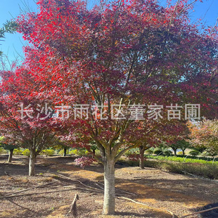 ����14-15����ͥԺ�uצ�� �G����ľ�uצ�� �uצ�� ���^�uצ��