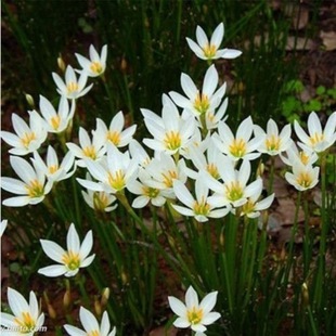 �[�m�²��m�L���m����ֲ�����ԷN�򻨻��҃�ͥԺ�̨��ɏ����ʯ��