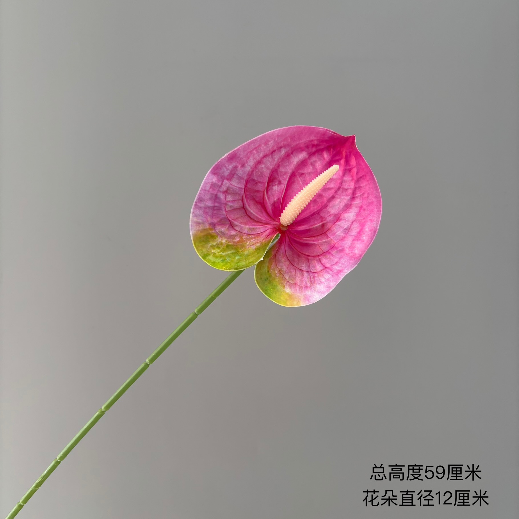 라이트 로즈 레드