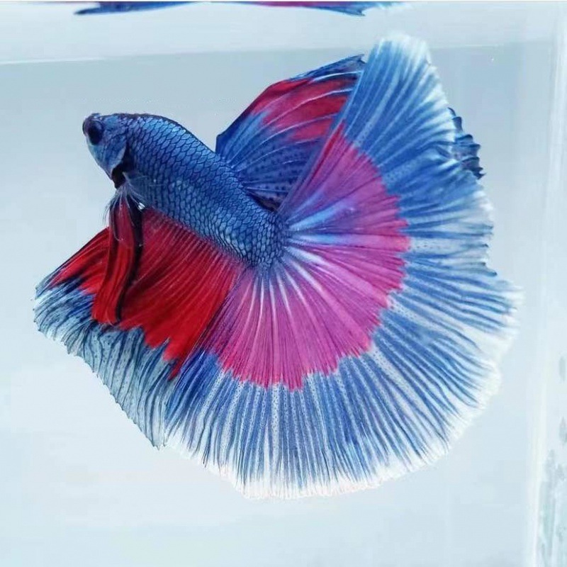 Betta Thailand Fish Ornamental fish Ponytail Lion Half Thailand Freshwater fish Pet fish