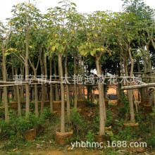 广东普宁艳鸿波花木黄花风铃木基地袋苗风景树行道树庭荫树防护树