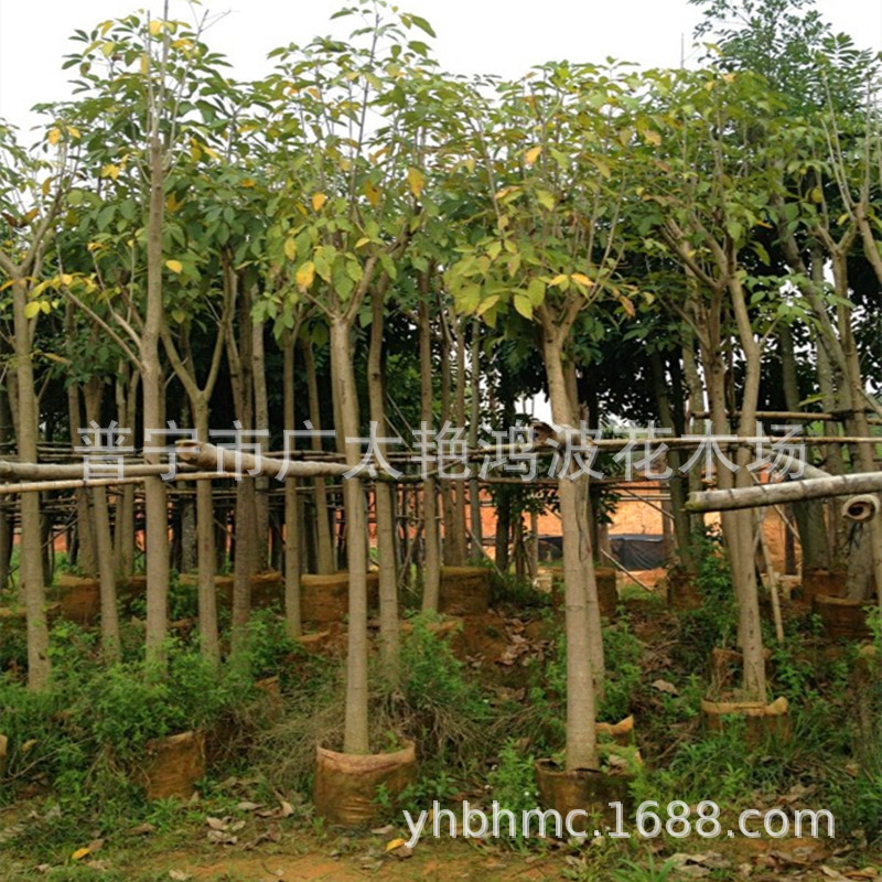 广东普宁艳鸿波花木黄花风铃木基地袋苗风景树行道树庭荫树防护树