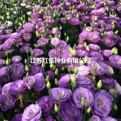 Семена цветов эустомы крупноцветковые поколение четырех сезонов легко жить Вилла двор крытый и открытый цветущие цветы в горшках