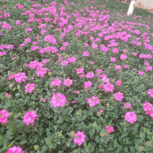 Herbaceous Beauty Cherry, Perennial Beauty Cherry, Fine-Leaf Beauty Cherry, Potted Multi-Bud Qingzhou Florals Are Produced and Sold by Themselves