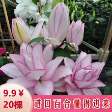 重瓣香水百合种球带芽耐寒室四季花卉盆栽室内阳台绿植种子易养活