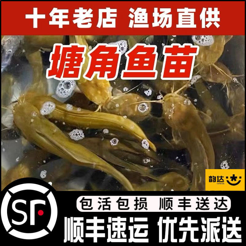 Local Pond Catfish, Three Yellow Pond Catfish, Bearded Catfish Fry, Pond Corner Fry, Soil Pond Catfish Fry, Pond Catfish Fry, Winter Freshwater Fry
