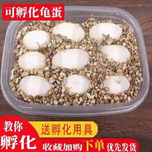 石金钱龟蛋龟蛋受精草龟蛋鳄龟蛋金钱龟蛋乌龟蛋巴西龟蛋长寿龟