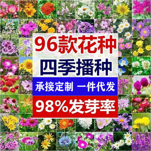 Household Seed Small Package Combination Delivery for All Seasons Easy to Grow Home Gardening Flower Seeds Manufacturer Balcony Flower Seeds
